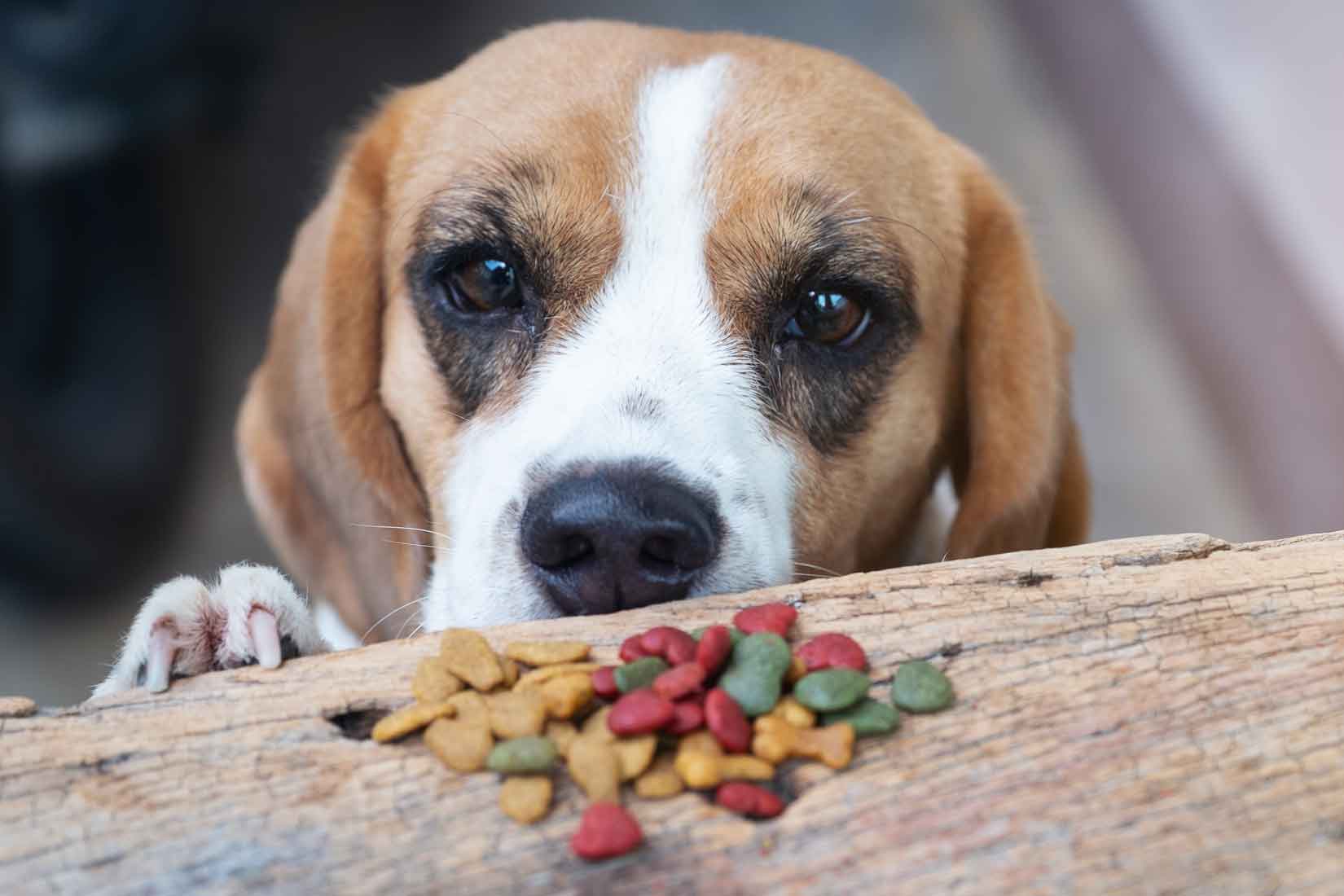 Tips para que tu perro coma mejor en verano!