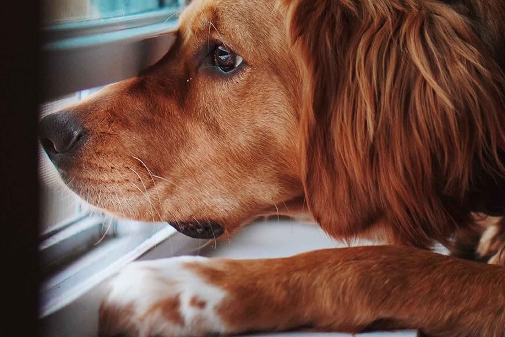 Perro solo en casa! Ansiedad por separación.