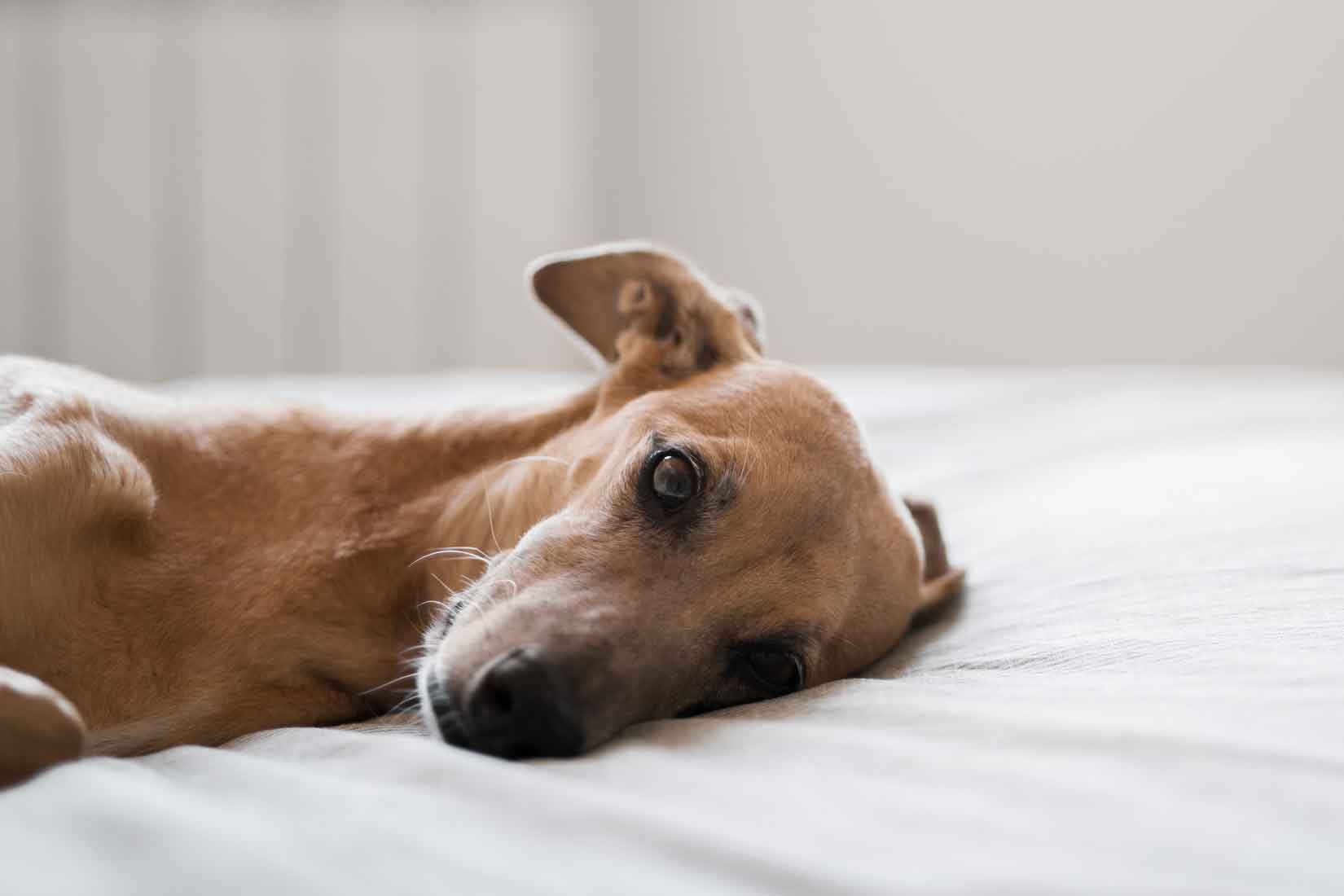 Cómo saber si tu perro está envenenado!