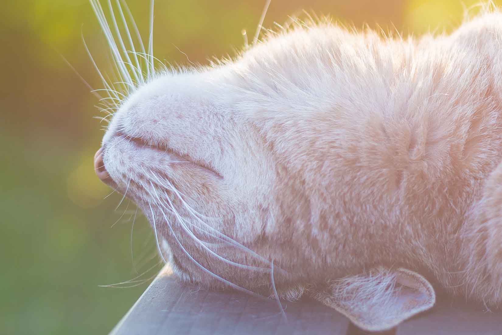 Golpe de calor en gatos!
